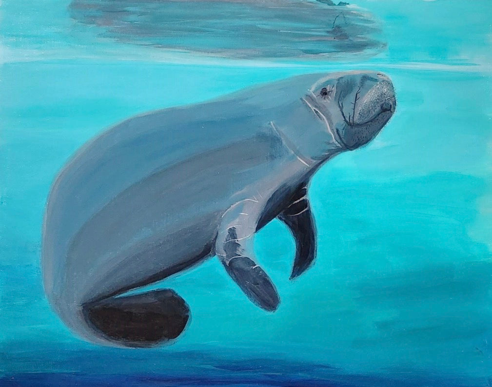 Manatee Reflection